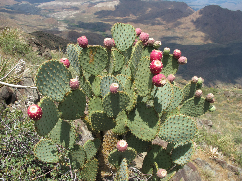 Файл:Opuntia chlorotica-1 lg.jpg