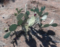 Opuntia engelmannii 4.JPG