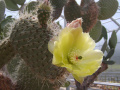 Opuntia leucotricha var. fulvispina
