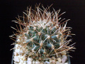 Sclerocactus brevihamatus ssp. tobuschii