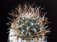 Sclerocactus brevihamatus ssp. tobuschii.jpg