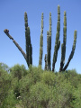 Cereus hildmannianus ssp. hildmannianus