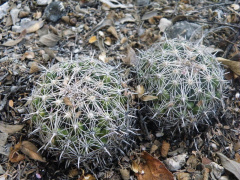 Coryphantha delicata 02.jpg