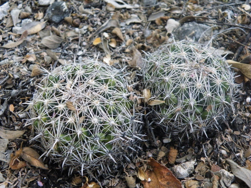 Файл:Coryphantha delicata 02.jpg