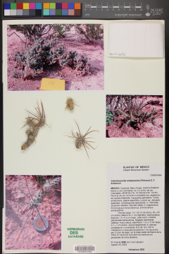 Cylindropuntia anteojoensis 51962.jpg