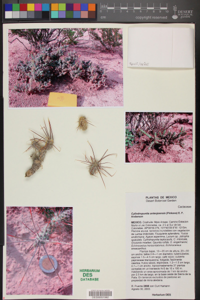 Файл:Cylindropuntia anteojoensis 51962.jpg