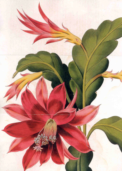 Файл:Disocactus ackermannii 1.jpg