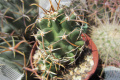 Echinocereus fendleri