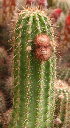 Echinocereus ortegae 01.jpg