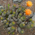 Echinopsis huascha ssp. huascha
