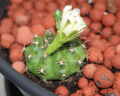 Gymnocalycium anisitsii ssp. anisitsii.JPG