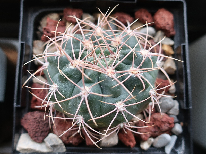 Файл:Gymnocalycium fischeri 3.JPG