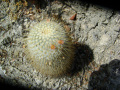 Mammillaria dixanthocentron 06.jpg