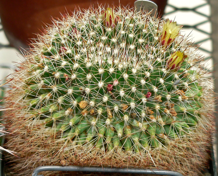 Файл:Mammillaria petrophila ssp baxteriana 2.jpg
