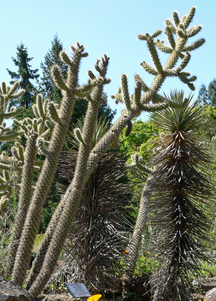 Файл:Opuntia munzii 1.jpg