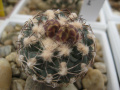 Sclerocactus mesae-verdae 1.jpg