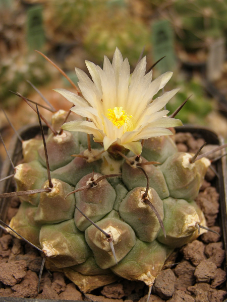 Файл:Thelocactus multicephalus 1.jpg