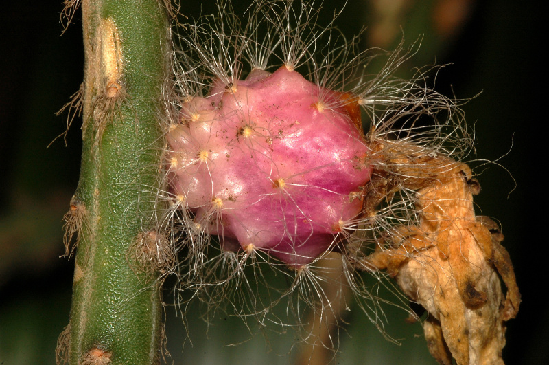 Файл:Weberocereus trichophorus 3.jpg