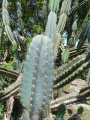 Cereus hildmannianus ssp. hildmannianus