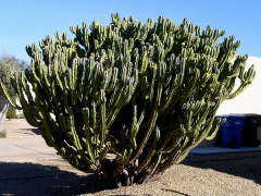 Cereus lamprospermus ssp. colosseus.JPG