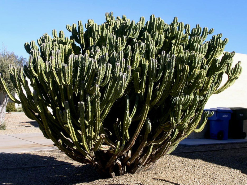 Файл:Cereus lamprospermus ssp. colosseus.JPG