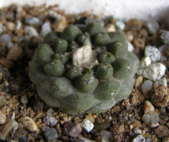 Copiapoa hypogaea ssp. hypogaea 2.jpg