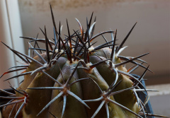 Copiapoa megarhiza ssp. echinata.jpg