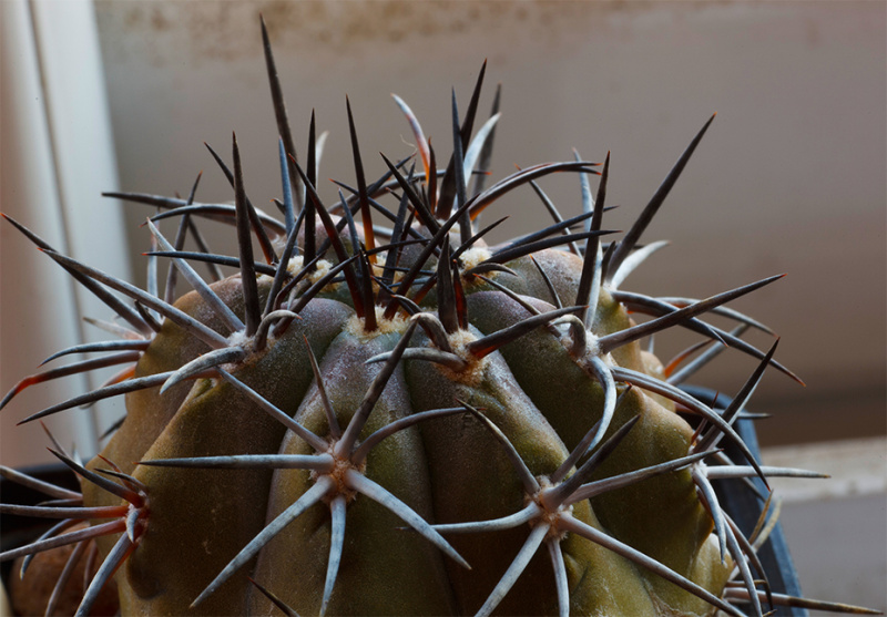 Файл:Copiapoa megarhiza ssp. echinata.jpg