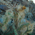 Cylindropuntia acanthocarpa 45.JPG