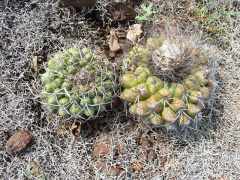 Discocactus ferricola 75.JPG