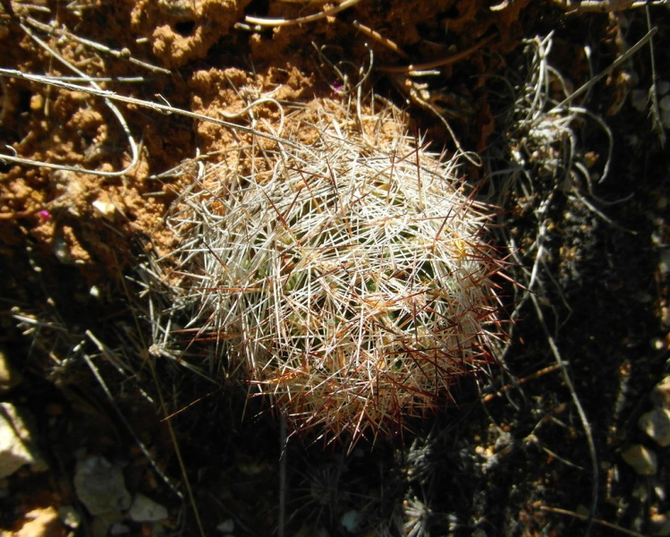 Файл:Escobaria vivipara 44a.jpg