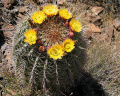 Ferocactus cylindraceus ssp. cylindraceus 2.jpg
