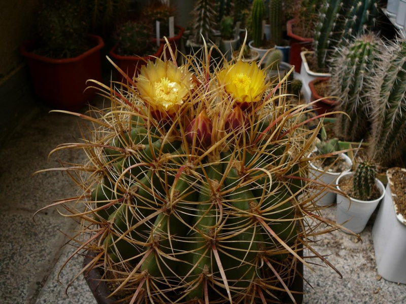 Файл:Ferocactus cylindraceus ssp. eastwoodiae.jpg