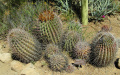 Ferocactus emoryi ssp. rectispinus 6.jpg
