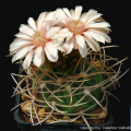 Gymnocalycium rhodantherum(guanchinense) 13040.jpg