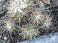 Mammillaria compressa ssp. centralifera 2.jpg