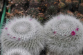Mammillaria hahniana