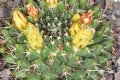 Mammillaria karwinskiana ssp karwinskiana pm 1.JPG