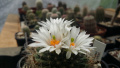 Mammillaria zephyranthoides ssp. zephyranthoides 1.jpg