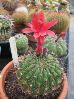 Matucana ritteri 01.jpg