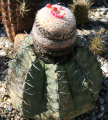 Melocactus glaucescens