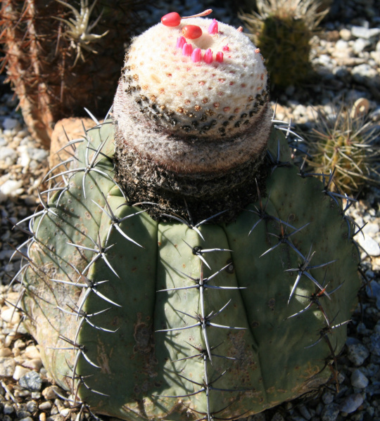 Файл:Melocactus glaucescens.jpg