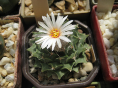 Obregonia denegrii2.jpg