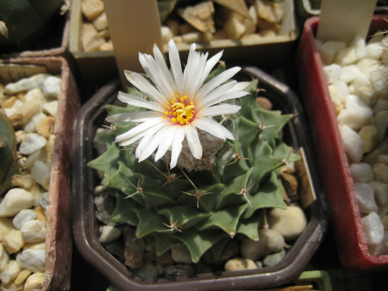 Файл:Obregonia denegrii2.jpg