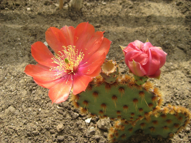 Файл:Opuntia aciculata.jpg