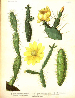 Opuntia repens 50963.jpg