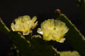 Opuntia schickendantzii 4.jpg