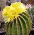 Parodia warasii