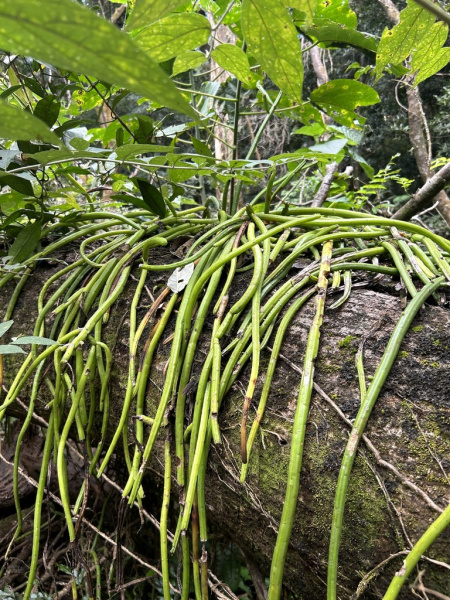 Файл:Selenicereus inermis 2.jpg