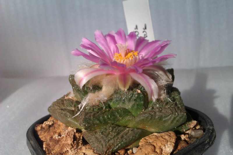 Файл:Ariocarpus fissuratus 2.jpg